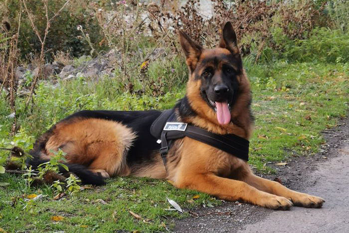 Opale 11 mois, empoisonnée à Marquion (Pas-de-Calais)