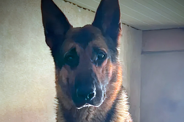 Un chien pisteur sauve une fillette disparue dans les Yvelines