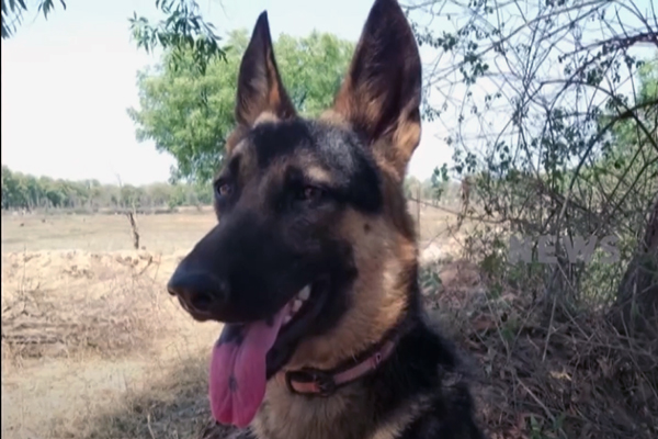 Un berger allemand nommé Painthu meurt en sauvant son maitre d’une attaque de tigre