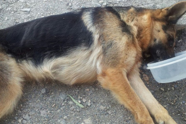 Justice pour le berger allemand et les trois chèvres mortes de faim et soif à Offrethun ( Pas de Calais)