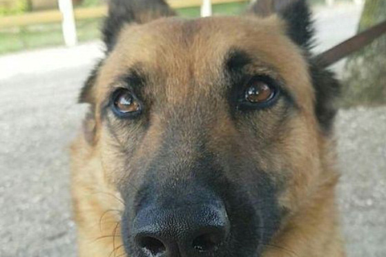 Hommage et pétition pour Laiko mort pour rien