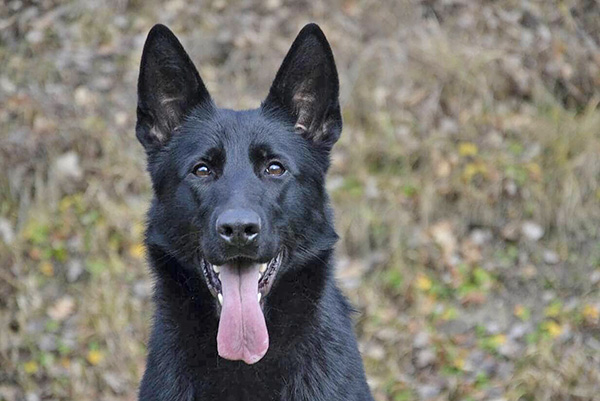 Phantom chien de gendarmerie
