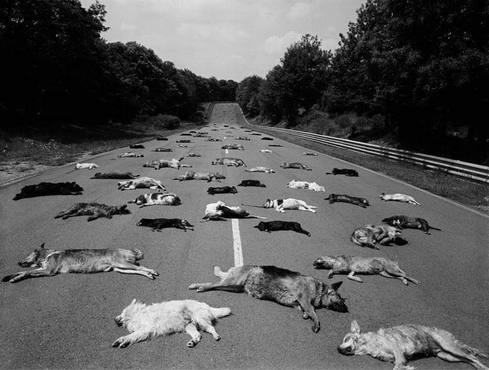 Photo SPA 1980 chiens euthanasiés - Manuel Litran - Paris-Match