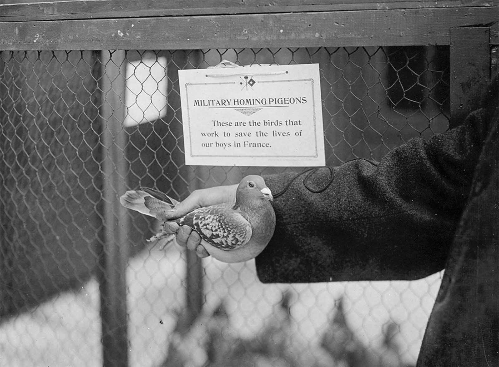 pigeons voyageurs 1914 1918