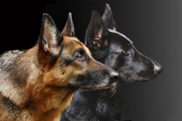 Berger allemand 2021