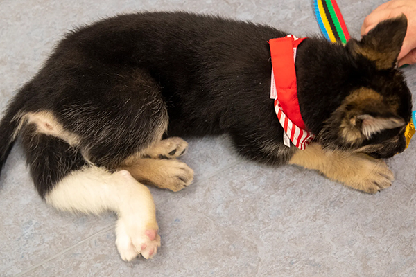 Le jeune berger allemand de sept mois était né à l'automne 2021 avec six pattes, deux côlons, quatre testicules et deux pénis. 