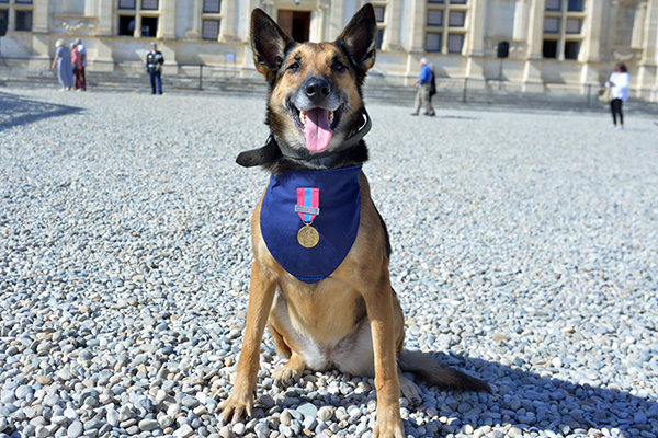 Raïka, la chienne héroïne des gendarmes médaillée
