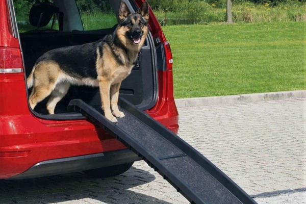 La rampe d'accès en voiture : l'incontournable pour le Berger Allemand