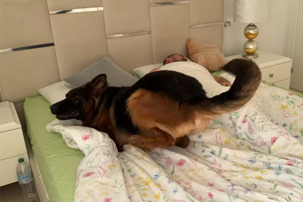 Le réveil le plus joyeux du monde : quand un Berger Allemand remplace votre réveil !