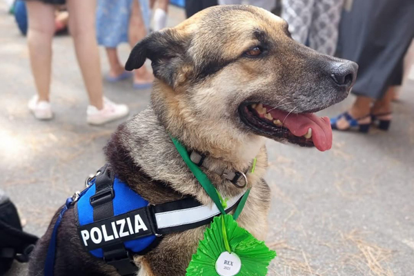 Rex, le Berger Allemand adopté par la police, sacré au Prix de la Fidélité du Chien.