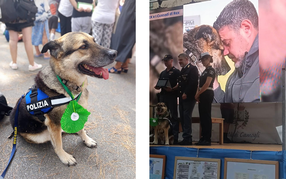 Après sept ans passés en refuge, Rex, un Berger Allemand adopté par la police italienne, a été honoré du Prix international de la Fidélité du Chien.