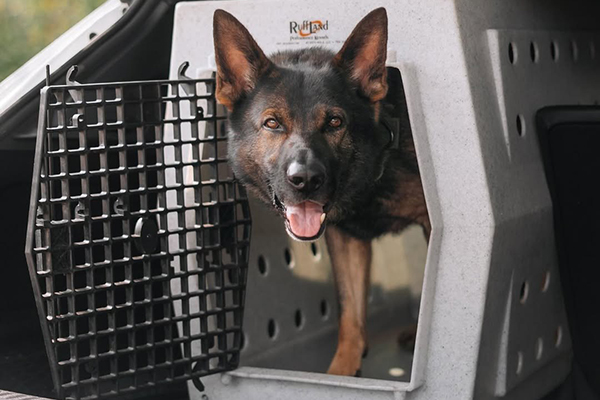 Transporter son chien en voiture : quelles sont les solutions les plus sûres ?