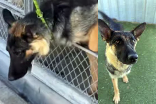 Lancaster Animal Care Center Sandy