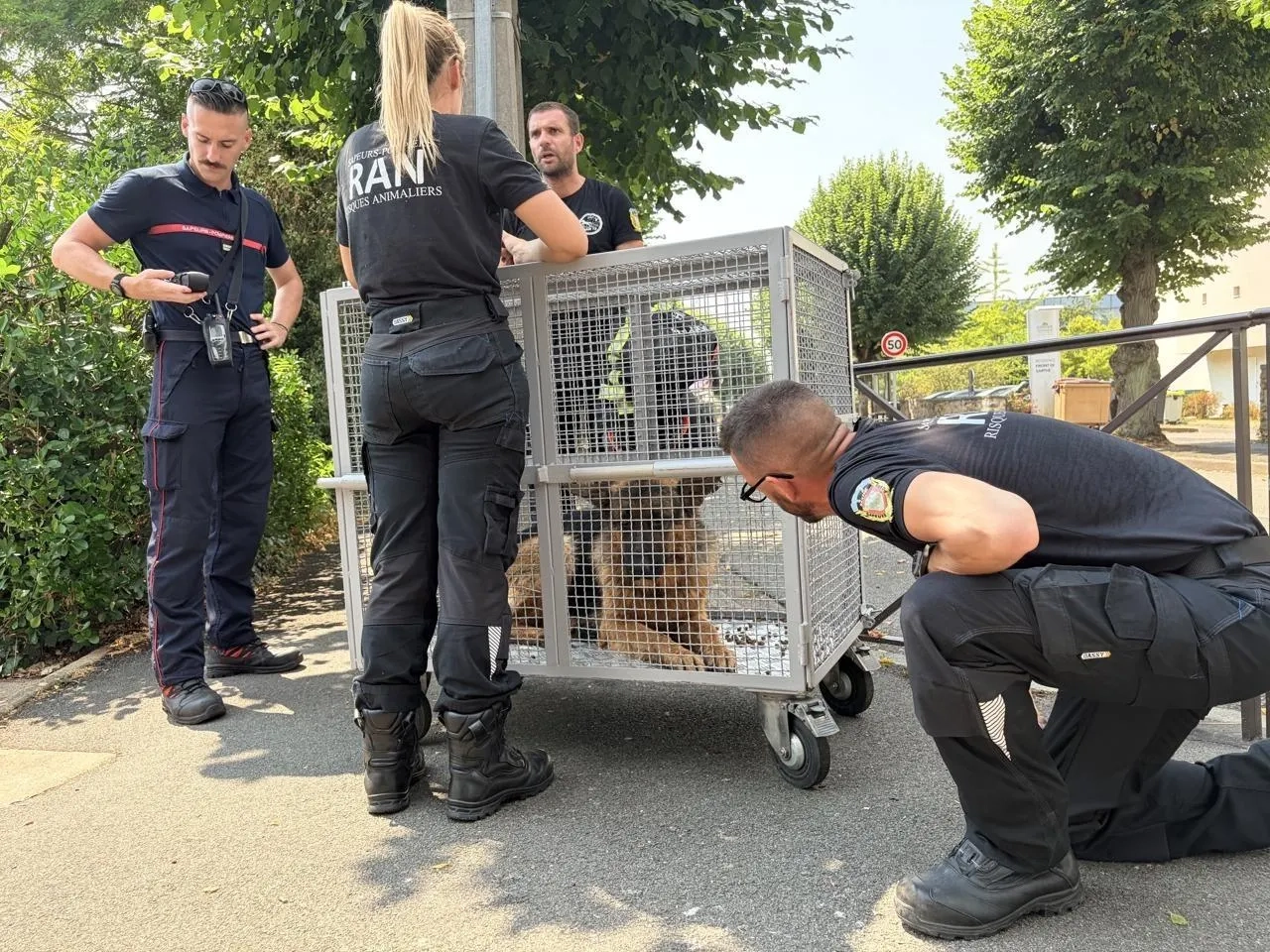 Sauvetage d'un berger allemand dans la Sarthe au Mans