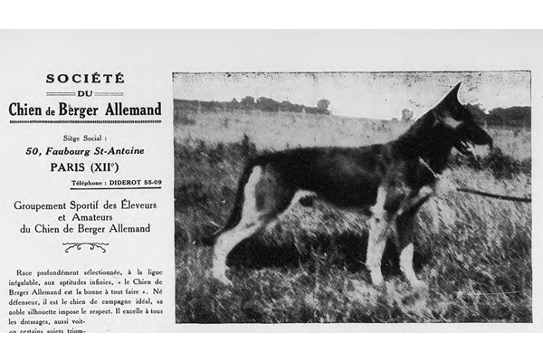 Quand la SCBA promouvait le Berger Allemand en 1929