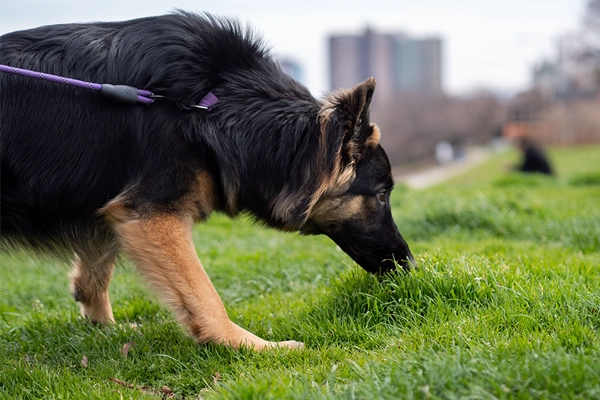 Pourquoi laisser son chien renifler est bien plus important qu'on ne le pense