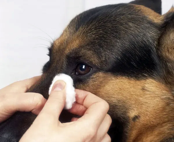 Soins des yeux du chien : nettoyage, traitement et maladies courantes
