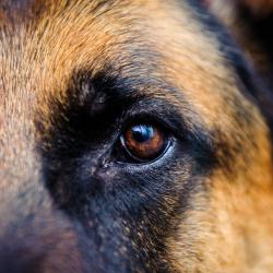 Regard Berger Allemand