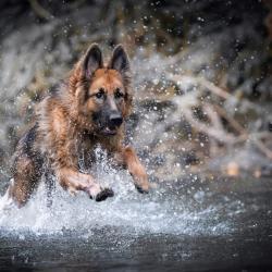 Fond Ecran Berger Allemand 01