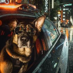 Fond Ecran Berger Allemand 03