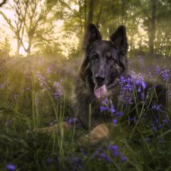 Fond Ecran Berger Allemand 10