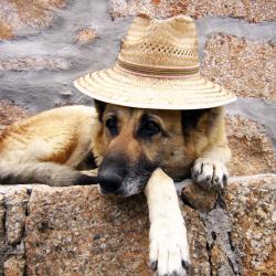 Fond Ecran Berger Allemand 13