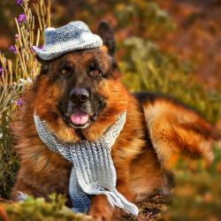 Fond Ecran Berger Allemand 14