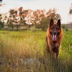 Fond Ecran Berger Allemand 20