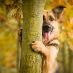 Fond Ecran Berger Allemand 23