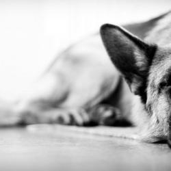 Fond Ecran Berger Allemand 28