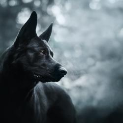 Fond Ecran Berger Allemand 31