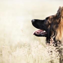 Fond Ecran Berger Allemand 33