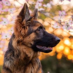 Fond Ecran Berger Allemand 34