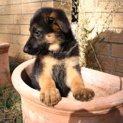 Fond Ecran Berger Allemand 36