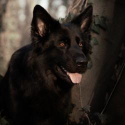 Fond Ecran Berger Allemand 39