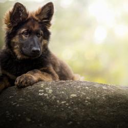 Fond Ecran Berger Allemand 41