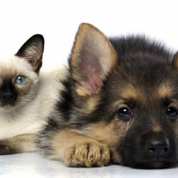 Fond Ecran Berger Allemand 45