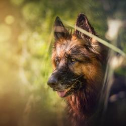 Fond Ecran Berger Allemand 46