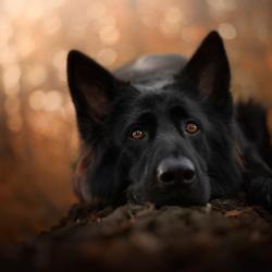 Fond Ecran Berger Allemand 48