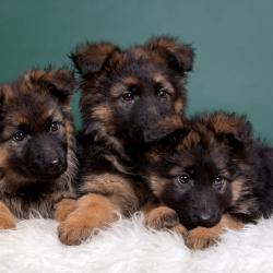 Fond Ecran Berger Allemand 49