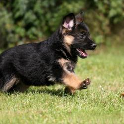 Fond Ecran Berger Allemand 51