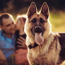 Fond Ecran Berger Allemand 52