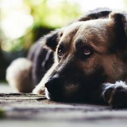 Fond Ecran Berger Allemand 6