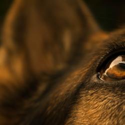 Fond Ecran Berger Allemand 7