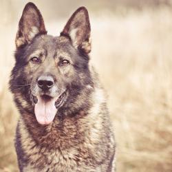 Fond Ecran Berger Allemand 8