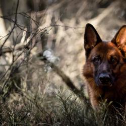 Fond Ecran Berger Allemand 9