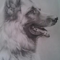 Artwork Berger Allemand 12