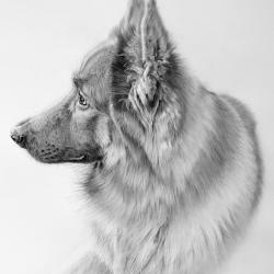 Artwork Berger Allemand 19