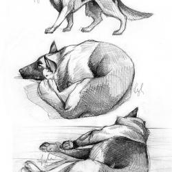 Artwork Berger Allemand 21