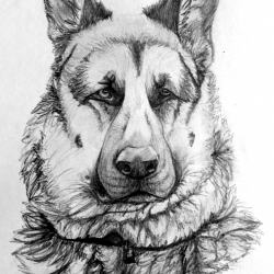 Artwork Berger Allemand 24a